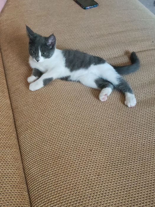 Отдам котенка в хорошие руки