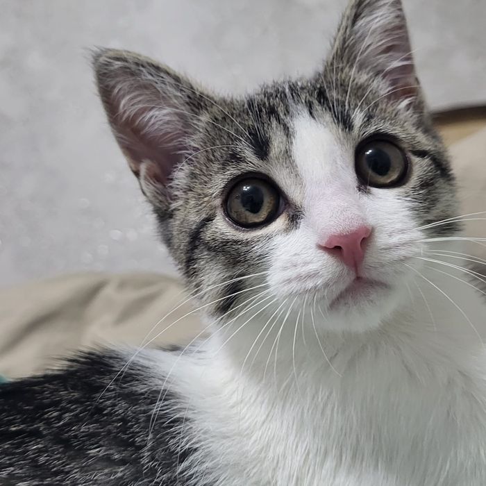 Пристраивается кошечка,  родилась 29 июля.