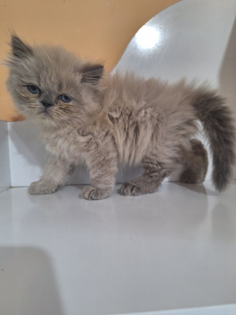 Персийски котенца