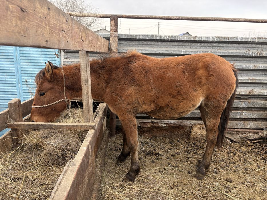 2 жылдык тай, обмен буаз сиырга бар
