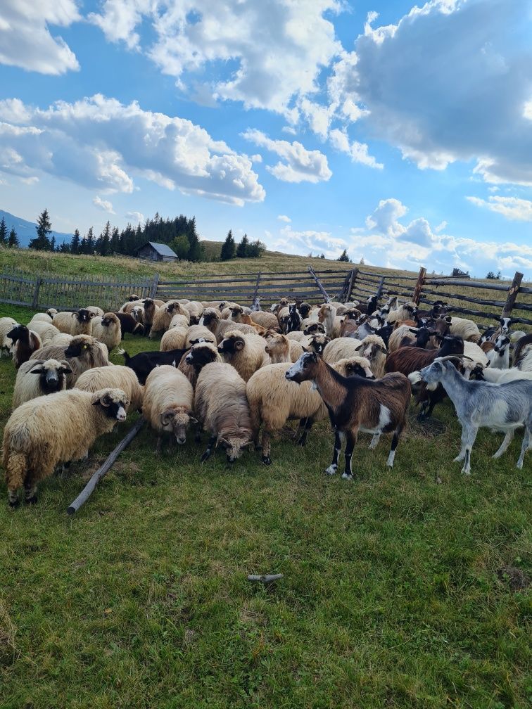 Vând oi oacheșe,breze și bucălăi