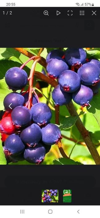 Саженцы Ирги в продаже