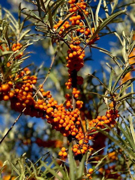 Cătină congelată de calitate superioară – Vânzare en-gros