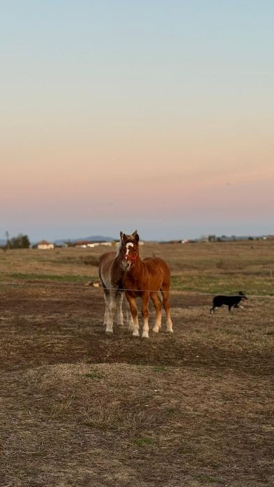 Mânji foarte blânzi și frumoși