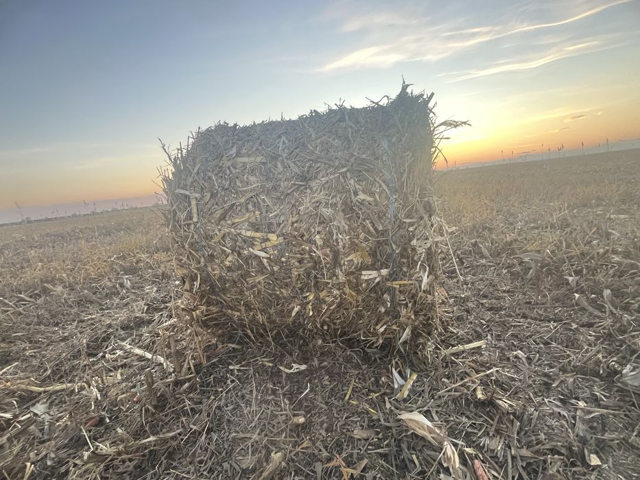 Vand baloti porumb/ coceni