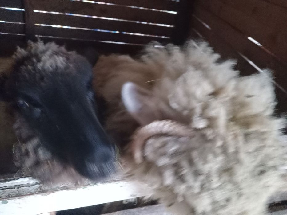 5 Milușe de vânzare