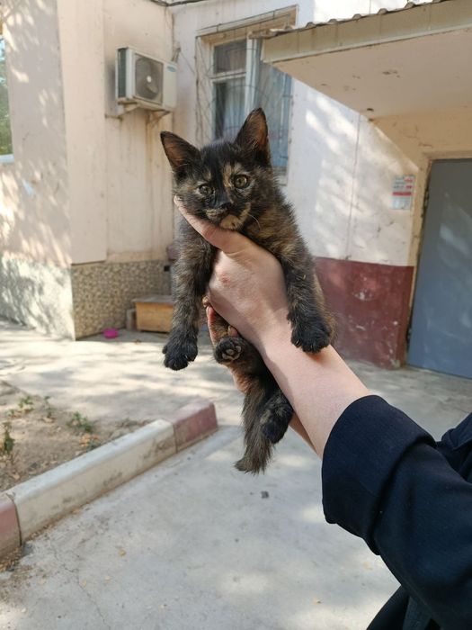 Отдам даром котят