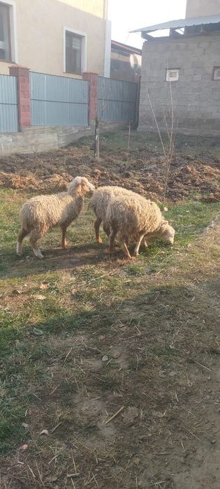 Продам ягнят кепе 3 головы девочки