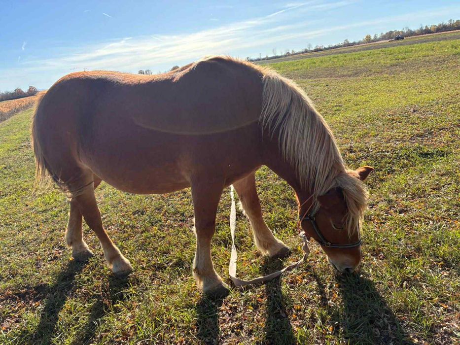 Vand doua iepe Blonde