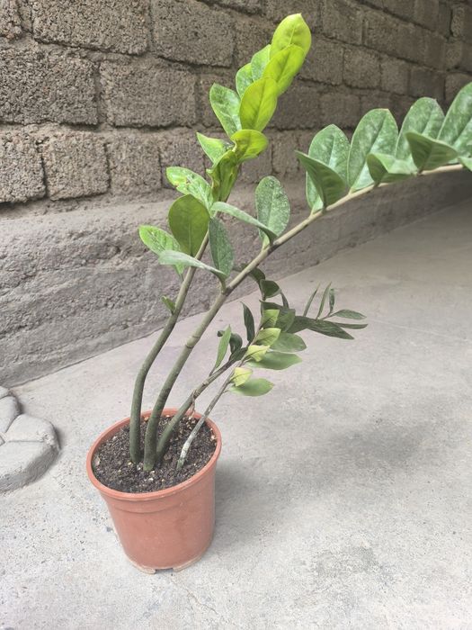 Продам комнатные цветы