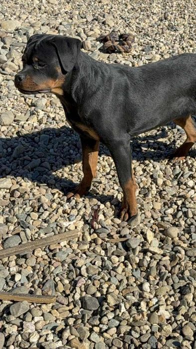 Продавам ротвайлери