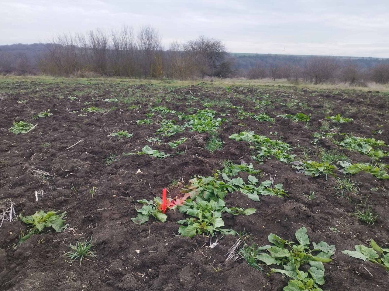 Продава се Парцел в к.к. Слънчев бряг - 3000 кв.м за 7 €/кв.м - Снимка #1