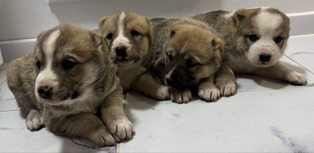 Месячные щенки тобета