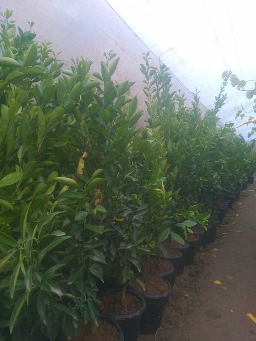 Лимон мандарин лимон