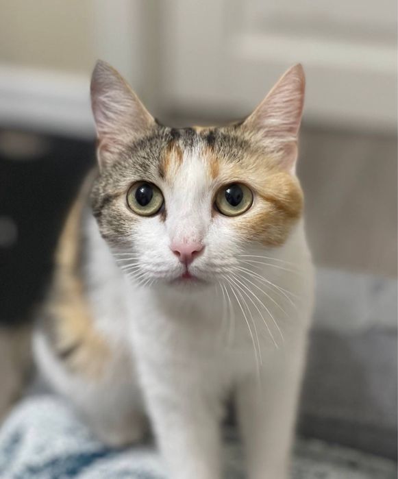 Кошечка в добрые руки бесплатно