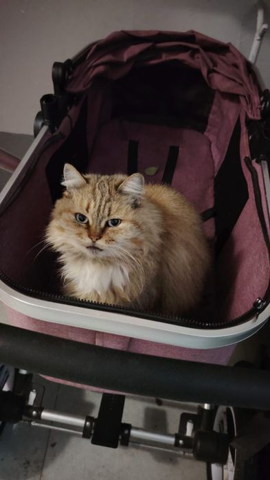 Найдена кошка рыжая