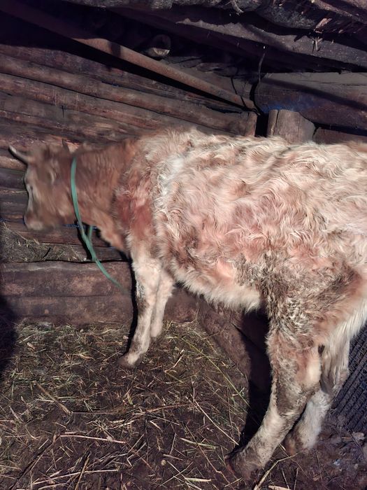 Продаётся 3 тёлки