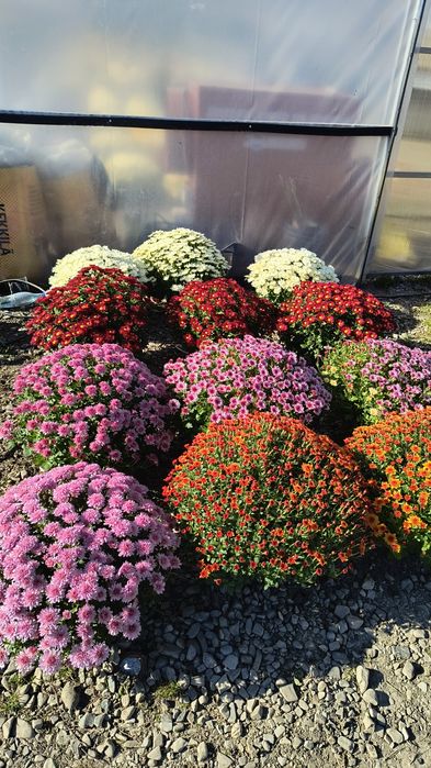 Crizanteme multiflora crizantemă