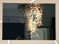 Tablou sticla Leopard, 70 x 100 cm