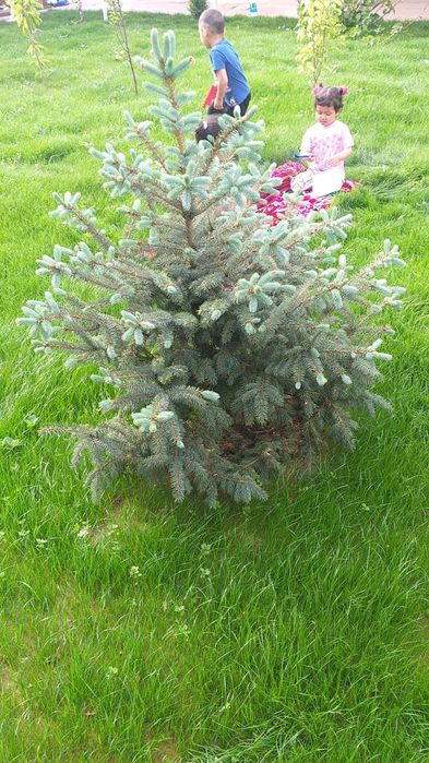 Газон ландшафтный дизайн автополив фонтан