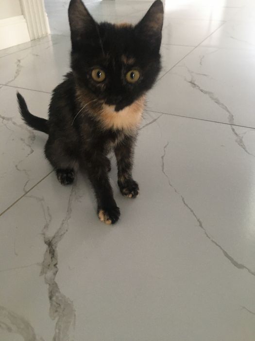 Котенок девочка ищет дом