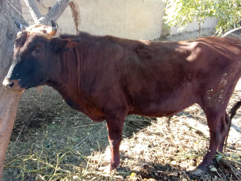 Boqishga tayyor buqa