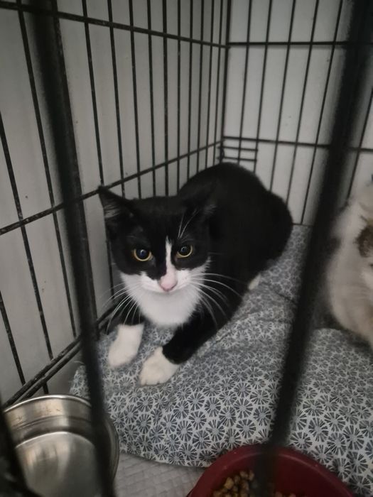 Anna carnet de sanatate