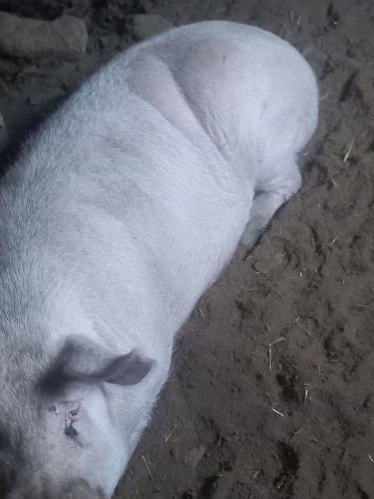 Продавам нерез и прасета