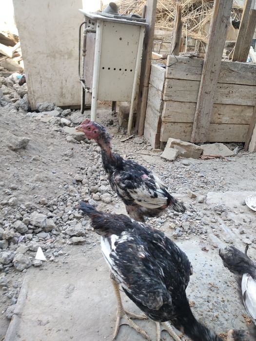 Дакан ва шалпанг жужаси сотилади