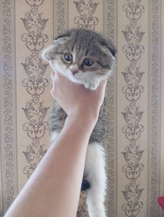 Продается котенок 400 тысяча сум