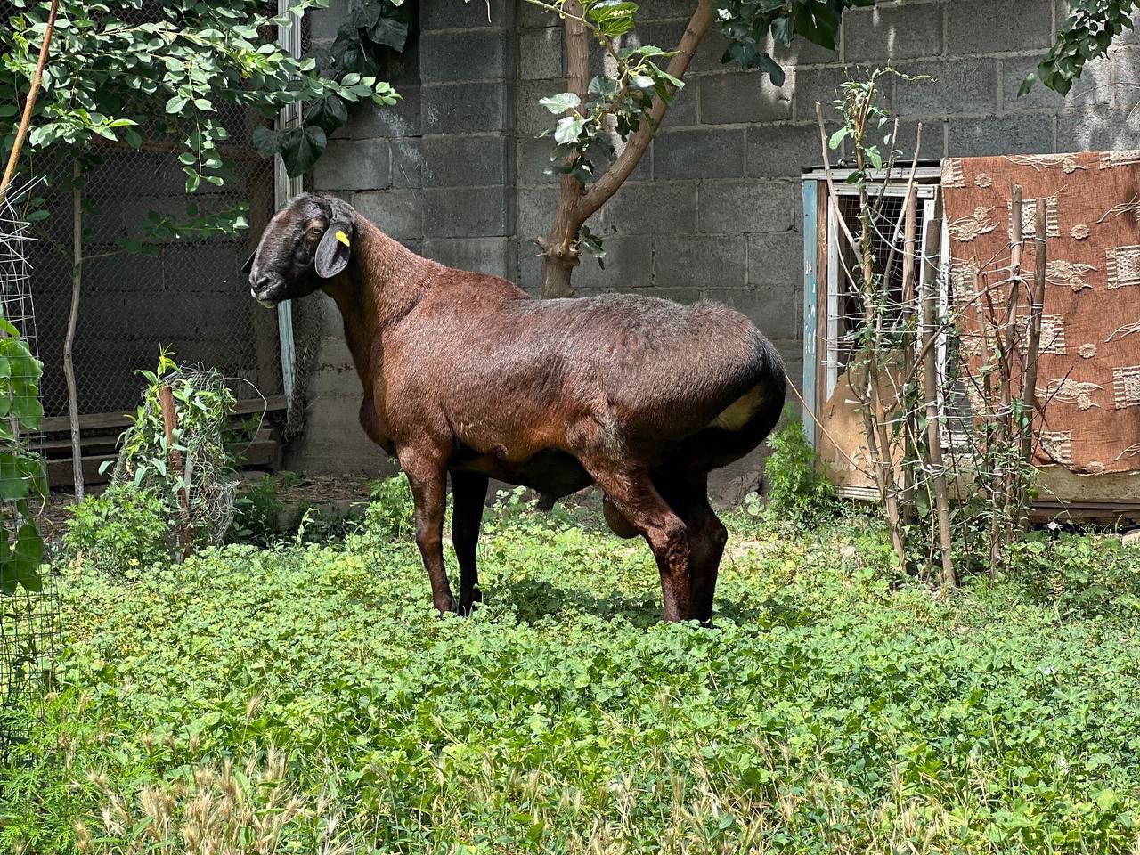 Qo'chqor soʻyishga