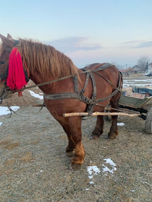 Vând armăsar 3ani sau schimb pe oi