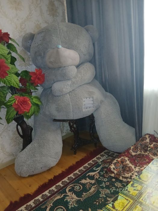 Тедди енг катаси