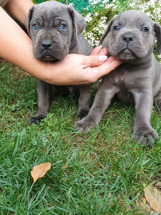 Cane Corso disponibil