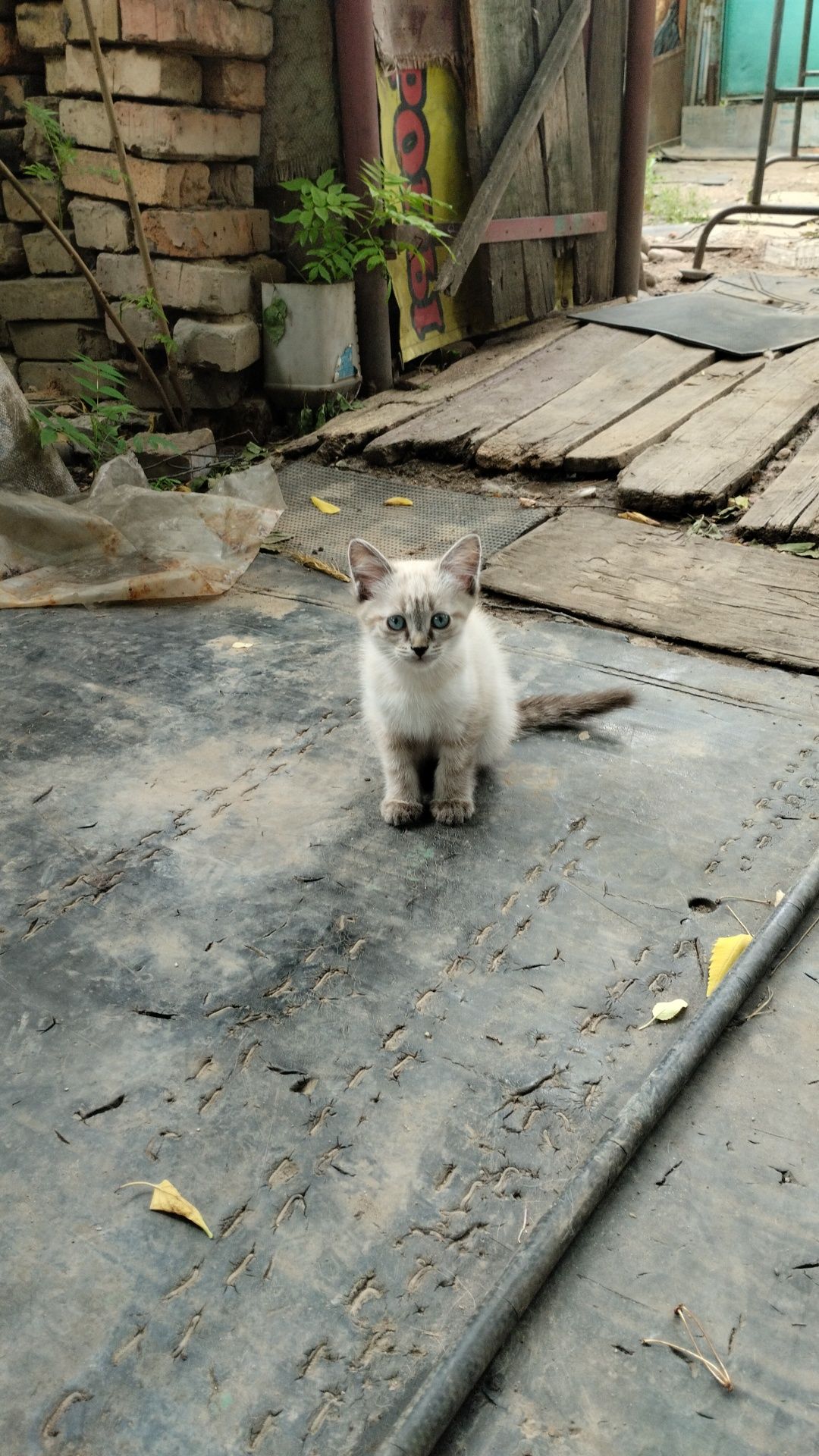 Домашний Котенок  в подарок