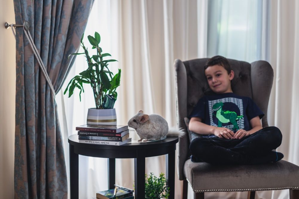 Chinchilla Sinsila Mozaic