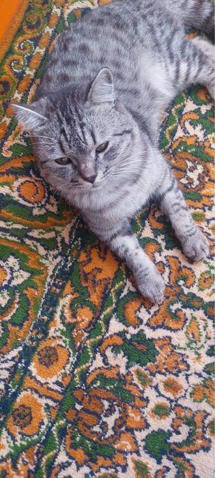 Скотиш страйт  кот