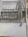 Atlas papilian,anatomia omului