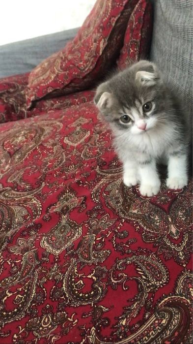 скотиш фолд мирамир