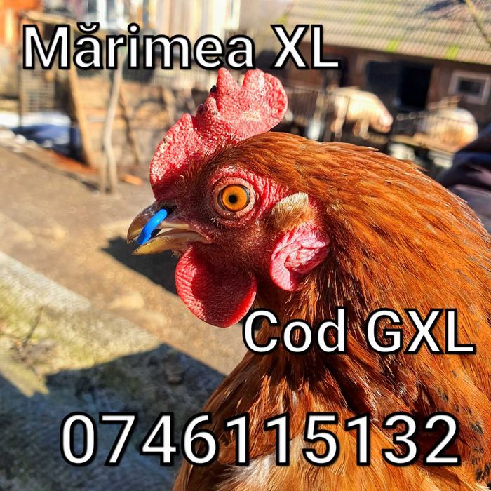 Gaini Fazani Pasari Cocosi Pauni-Alternativa Ochelari-Anti Lupte - GXL