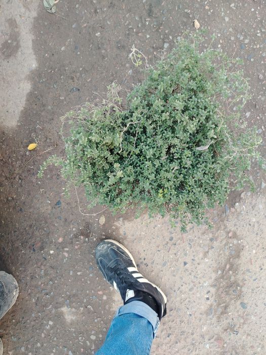 Ko'p yillik qishn yozn turadi