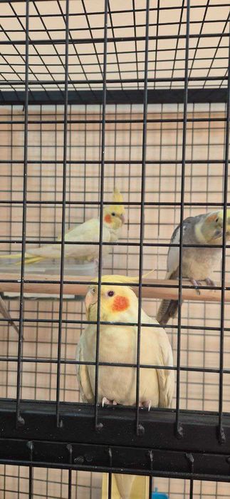 Карелла , кушлар сотилади кафас билан