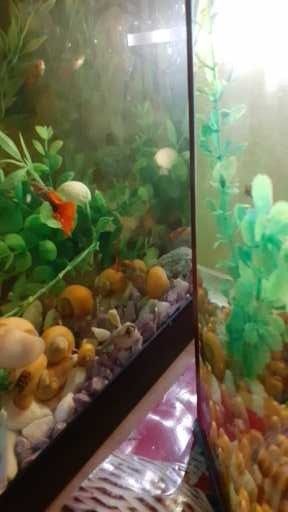 Vand pesti guppy xifori mecii pomaceea etc