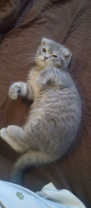 Продаются два котята мальчик и девочка веслаух скотишфулд британия