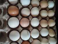 домашние яйца инкубационные