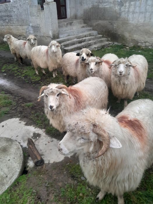 Vând 8 oi de ținut