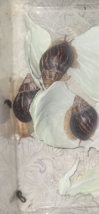 Улитка ахатина рептелит