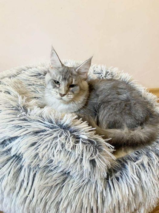 Мейн куун котенца