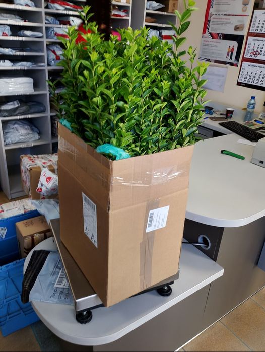 Лигуструм (ligustrum)