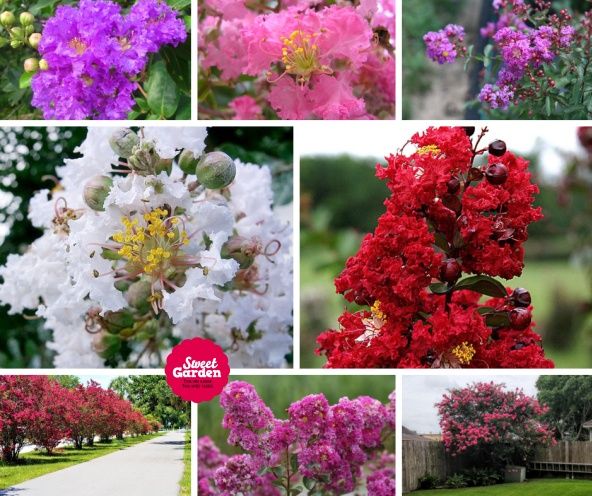 Pomi Ornamentali  liliac indian 4 culori